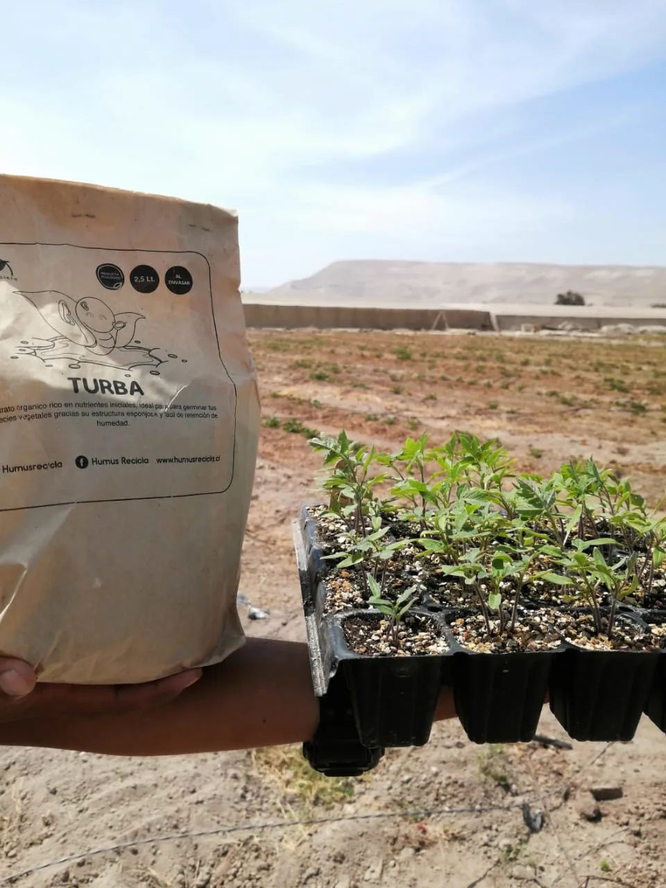 Bolsa de turba de 2,5 litros junto a almácigos