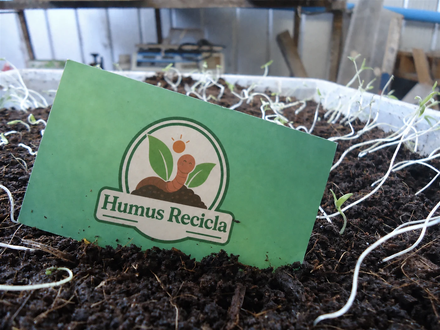Germinación y cultivo de Humus Recicla en el Valle de Azapa